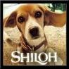 /album/photogallery/shiloh-jpg/