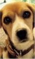 /album/photogallery/pup-jpg/